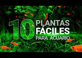 10 plantas fáciles para acuarios (sin CO2 ni sustrato nutritivo) – Guía para principiantes