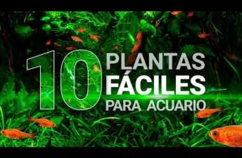 10 plantas fáciles para acuarios (sin CO2 ni sustrato nutritivo) – Guía para principiantes